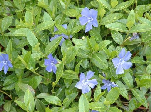 Vinca/ kleine maagdenpalm stekjes te koop, Tuin en Terras, Planten | Tuinplanten, Bodembedekkers, Halfschaduw, Ophalen of Verzenden