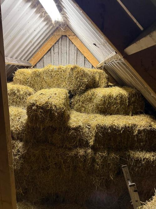 Ongeveer 100 kleine baaltjes/ pakjes hooi, Dieren en Toebehoren, Dierenvoeding, Vee, Ophalen
