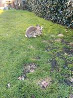 Bruine vlaamse reus halfjaar oud, Dieren en Toebehoren, Konijnen, Mannelijk, Groot