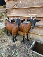 Dwerggeiten, Dieren en Toebehoren, Schapen, Geiten en Varkens, Vrouwelijk, Geit, 3 tot 5 jaar