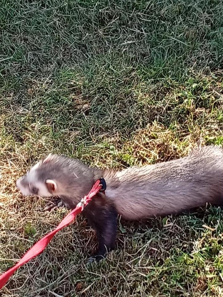 Vermiste fret tijger, Dieren en Toebehoren, Vermiste en Gevonden Dieren, Overige typen