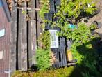Diverse vaste planten, Tuin en Terras, Ophalen, Volle zon