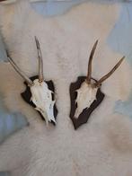 Gewei reegewei set van 2, Ophalen of Verzenden, Zo goed als nieuw, Hert, Gewei of Kop