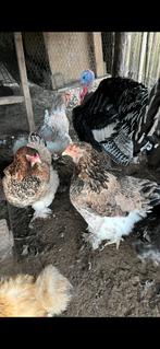 3 Brahma hennen (groot), Dieren en Toebehoren, Pluimvee, Vrouwelijk, Kip