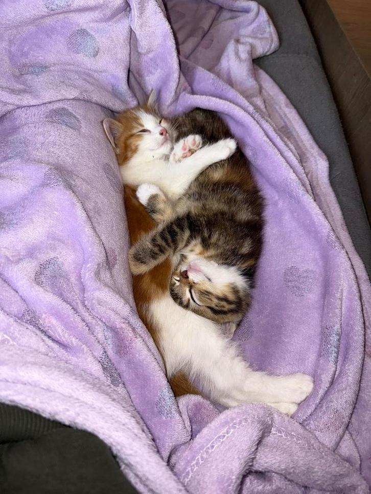 Kitten poesje rode poes !, Dieren en Toebehoren, Katten en Kittens | Overige Katten, Meerdere dieren