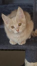 Mooie kitten x raskatten, Dieren en Toebehoren, Poes