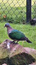 Groenvleugel duif duiven groenvleugelduif groenvleugelduiven, Dieren en Toebehoren, Vogels | Duiven, Meerdere dieren, Overige soorten