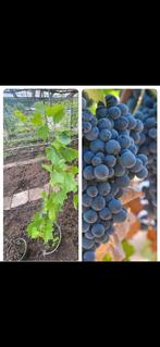 Zwarte druiven boom biologische moestuin, Tuin en Terras, Planten | Fruitbomen, Lente, Volle zon, 100 tot 250 cm, Ophalen of Verzenden
