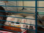#Gratis Witte en Grijze Huisratjes, Rat, Augustus, Meerdere dieren, Tam