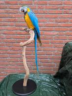 Opgezette geelblauwe ara, Ophalen of Verzenden, Zo goed als nieuw, Vogel, Opgezet dier