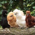 Gezocht zijderhoender hennen, Dieren en Toebehoren, Pluimvee, Vrouwelijk, Kip