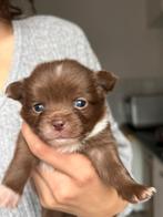 Pomchi, Dieren en Toebehoren, Honden | Chihuahua's en Gezelschapshonden, Overige rassen, 8 tot 15 weken, Meerdere, Meerdere dieren