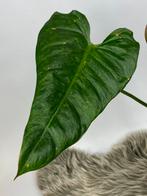 Philodendron El Choco Red X Billietiae Variegata, Huis en Inrichting, Kamerplanten, Ophalen of Verzenden, Halfschaduw, Minder dan 100 cm