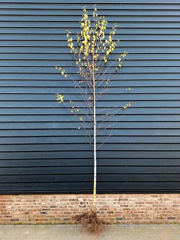 Betula pendula 'Tristis' is een treurberk 🌳 beschikbaar voor biedingen