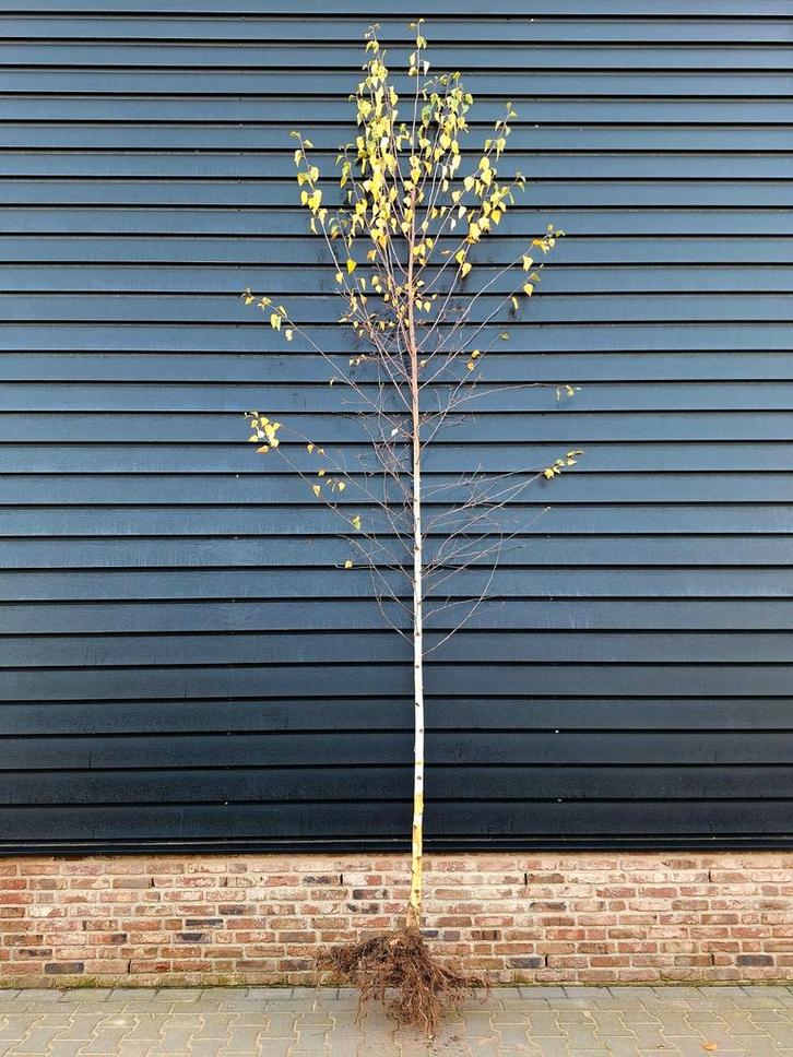 Betula pendula 'Tristis' is een treurberk 🌳, Tuin en Terras, Planten | Bomen, Overige soorten, Volle zon, Ophalen