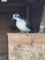 2-2 tamboerijn duif van 2025, Dieren en Toebehoren, Vogels | Overige Vogels, Meerdere dieren, Geringd
