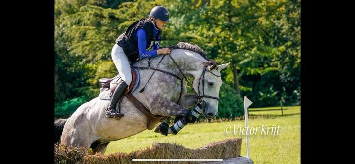 Kwaliteitsmerrie met gouden karakter, 9-jarige Dallas VDL, Dieren en Toebehoren, Paarden, Merrie, M, 165 tot 170 cm, 7 tot 10 jaar