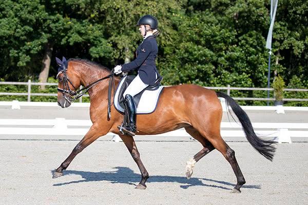 Professionele instructie en training aangeboden, Diensten en Vakmensen, Dieren | Paarden | Verzorging, Oppas en Les, Paardrijles of Ponykampen