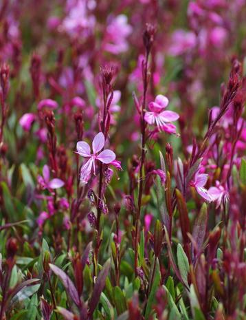 Gaura lindheimeri 'Siskiyou Pink' / Prachtkaars / AANBIEDING beschikbaar voor biedingen