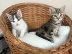 2 Prachtige cyperse kittens te koop, Dieren en Toebehoren, Katten en Kittens | Raskatten | Korthaar, Meerdere dieren, Ontwormd