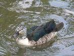 Te koop siereenden eenden watervogels, Dieren en Toebehoren, Pluimvee
