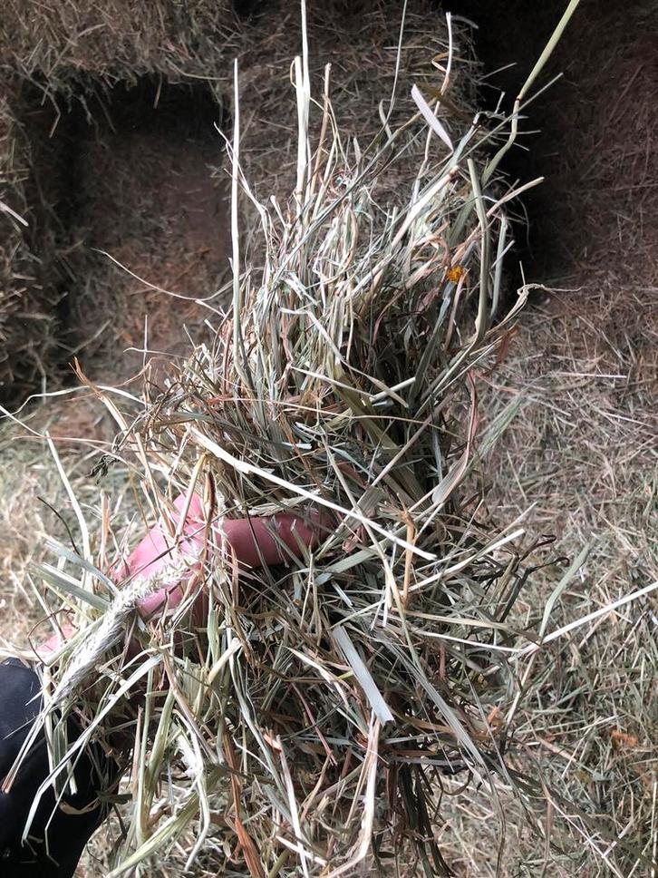 Hooi te koop, Dieren en Toebehoren, Dierenvoeding, Overige soorten, Ophalen