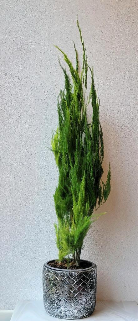 Asparagus Pyramidallis incl sierpot., Huis en Inrichting, Kamerplanten, Overige soorten, Minder dan 100 cm, Groene kamerplant