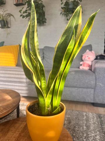 Sansevieria Futura - Makkelijke Kamerplant beschikbaar voor biedingen