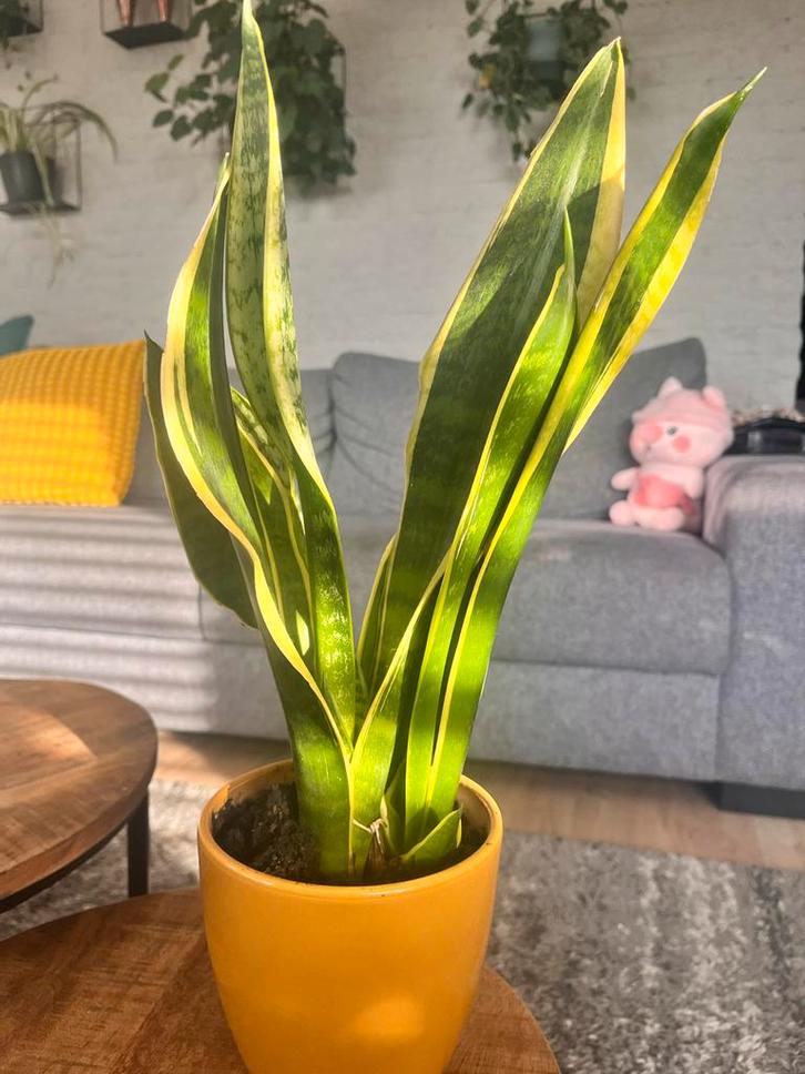 Sansevieria Futura - Makkelijke Kamerplant, Huis en Inrichting, Kamerplanten, Overige soorten, Minder dan 100 cm, Groene kamerplant