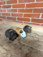 Cavia beertjes, Dieren en Toebehoren, Cavia, Mannelijk, Januari, Tam