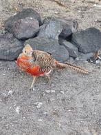 Goudfazant man, Dieren en Toebehoren, Pluimvee, Mannelijk, Overige soorten