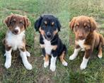 Raszuivere Australische herder / Australian sheperd pups, Dieren en Toebehoren, Honden | Herdershonden en Veedrijvers, CDV (hondenziekte)