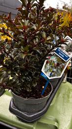 Ilex meserveae Gentle - Vaste Plant, Volle zon, Vaste plant, Bloeit niet, Ophalen