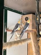 Valkparkieten Bond, Meerdere dieren