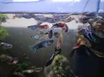 GUPPEN €1,- PER STUK, Dieren en Toebehoren, Vissen | Aquariumvissen, Vis, Zoetwatervis, Schoolvis