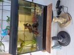 Aquarium, Dieren en Toebehoren, Vissen | Vijvervissen, Goudvis(sen)