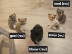 Lieve pomeriaan/ keeshond pups, Dieren en Toebehoren, Honden | Poolhonden, Keeshonden en Oertypen, Keeshond, 8 tot 15 weken, Meerdere
