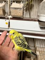 Te koop tamme grasparkiet, Dieren en Toebehoren, Vogels | Parkieten en Papegaaien, Parkiet, Tam