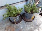 Sedum Album, Ophalen, Zomer, Overige soorten, Volle zon