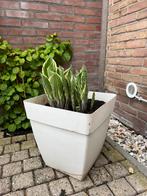 Hosta’s met witte bloempot voor buiten, Tuin en Terras, Halfschaduw, Zomer, Vaste plant, Overige soorten