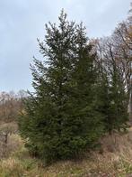 Enkele grote kerstbomen gezaagd (6-7m), Tuin en Terras, Planten | Bomen, Ophalen, Volle zon, Overige soorten