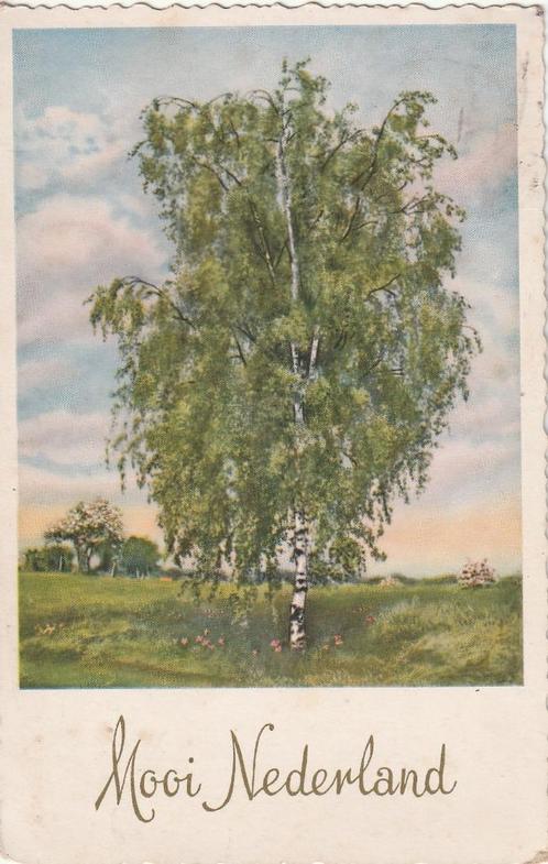 LANDSCHAP BOOM UIT 1960 ZEER MOOIE OUDE KAART KH195, Verzamelen, Ansichtkaarten | Themakaarten, Gelopen, 1940 tot 1960, Natuur