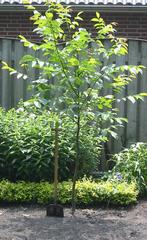 Mooi Walnotenboompje ~ Notenboompje - biologisch voedselbos, Tuin en Terras, Planten | Bomen, Volle zon, Lente, 100 tot 250 cm