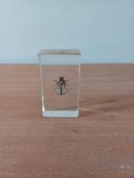 Kever, Dieren en Toebehoren, Insecten en Spinnen, Bijen