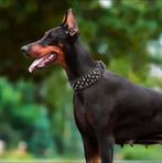 Robuuste Hondenhalsband voor Stoere Honden – Sterk, Duurzaam, Dieren en Toebehoren, Ophalen of Verzenden, Nieuw