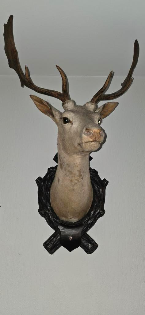 Opgezet Edelhertenkop met Gewei, Antiek en Kunst, Curiosa en Brocante, Ophalen