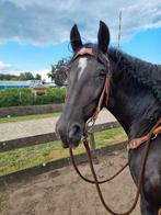 Gezocht bijrijder / verzorger, Dieren en Toebehoren, Ophalen of Verzenden