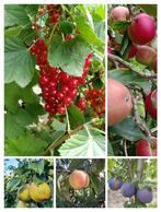 fruitbomen en fruitstruiken uitverkoop, Tuin en Terras, Lente, Volle zon, 100 tot 250 cm, Ophalen