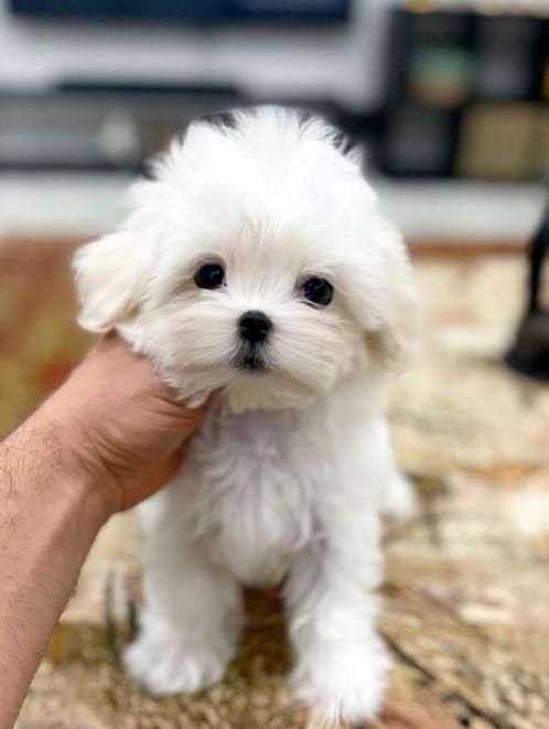 Exclusieve Micro Maltipoo pup, Babyface (Maltezer/Toy Poedel, Dieren en Toebehoren, Honden | Chihuahua's en Gezelschapshonden