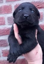 Labrador pups GROOT LABRADORS, Dieren en Toebehoren, Parvo, 8 tot 15 weken, Labrador retriever, Meerdere